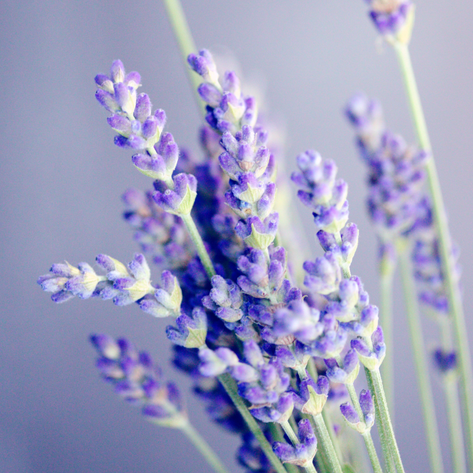 Lavendelblüten ganz Bio (500g)