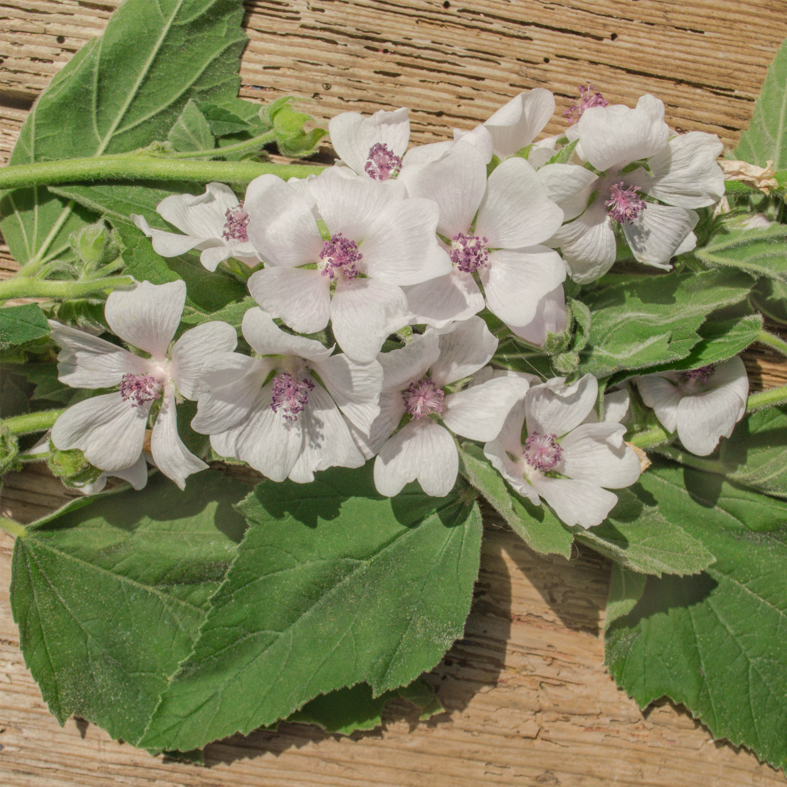Eibischwurzel geschnitten (250g)