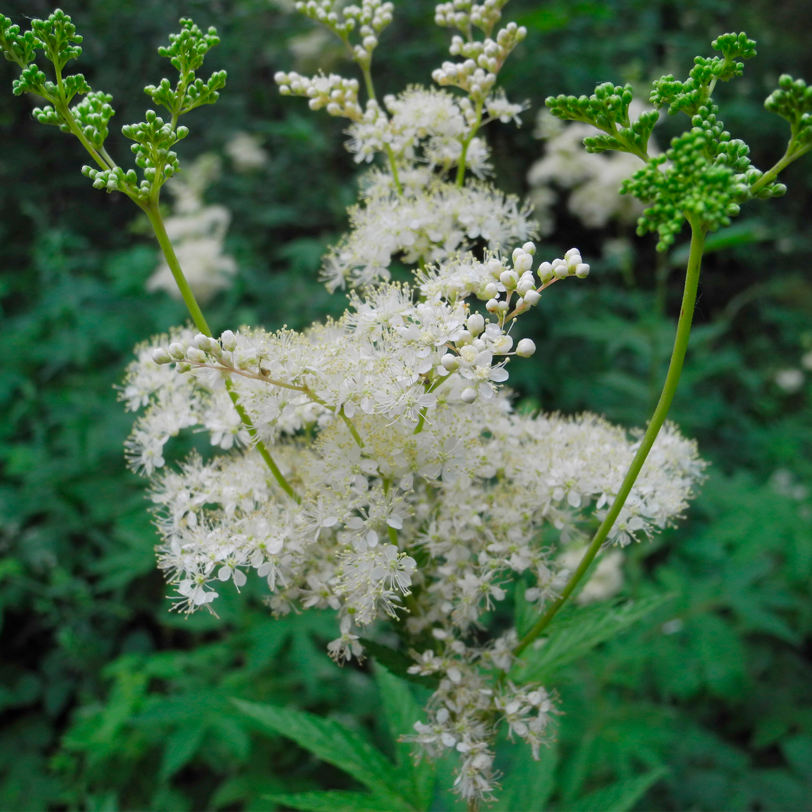 Mädesüßkraut geschnitten (250g)