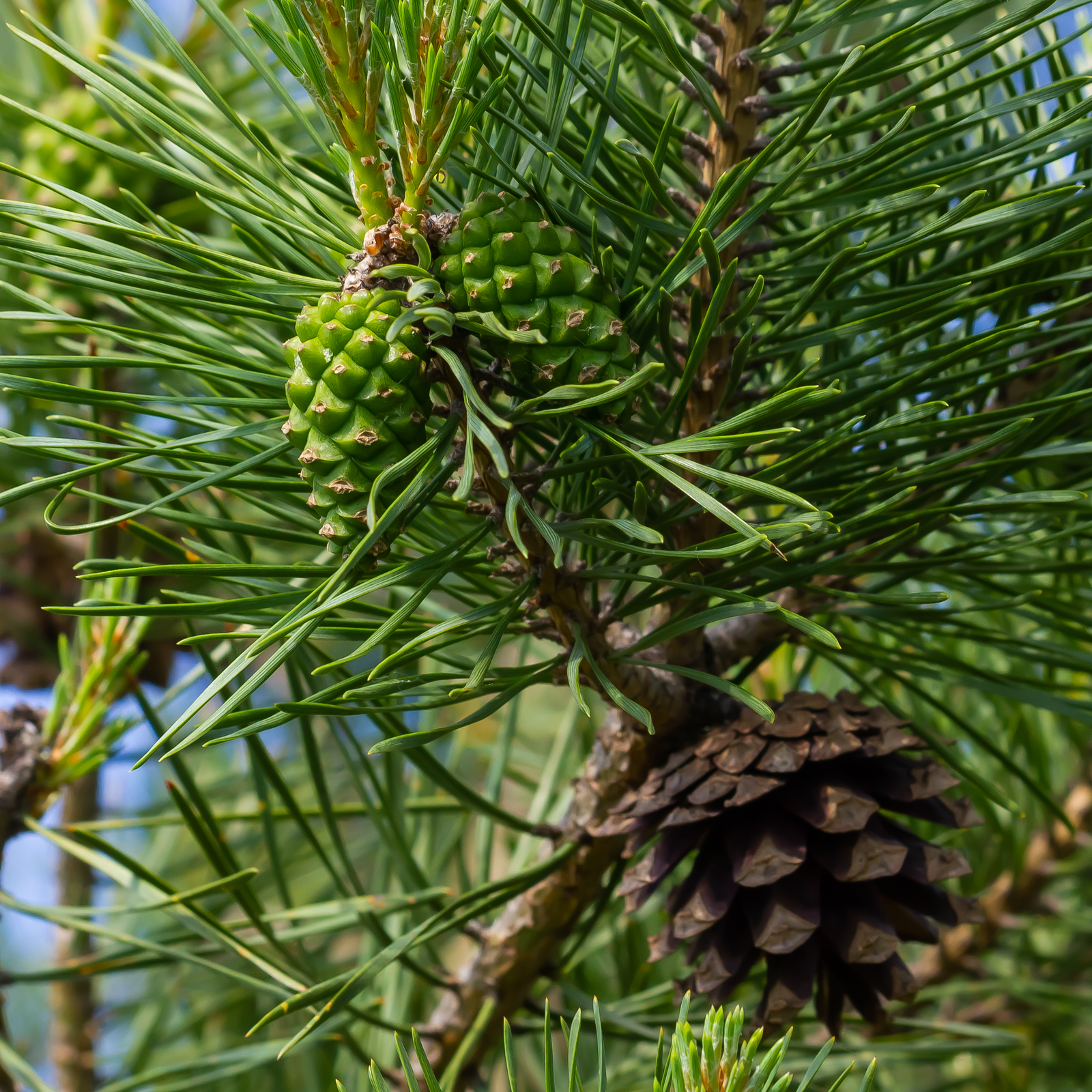 Zedernkerne geschält Bio (250g)
