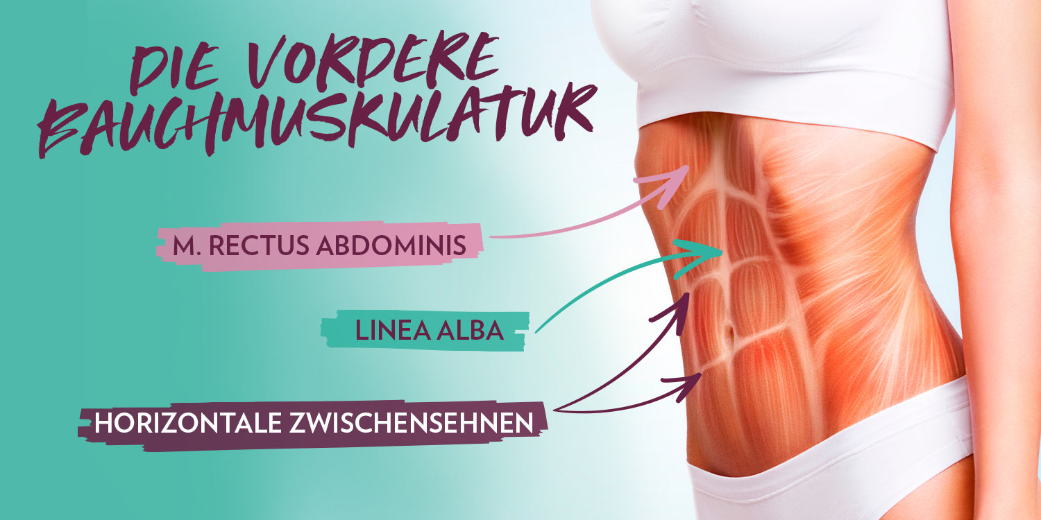 Bauchmuskulatur SIxpack