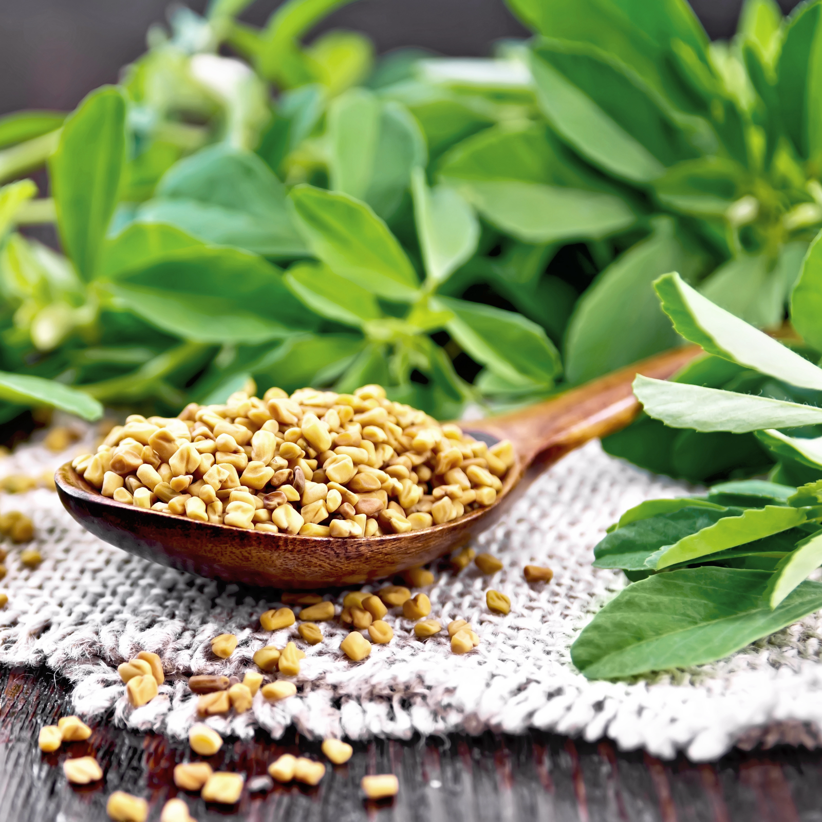 Bockshornkleesamen ganz Bio (500g)