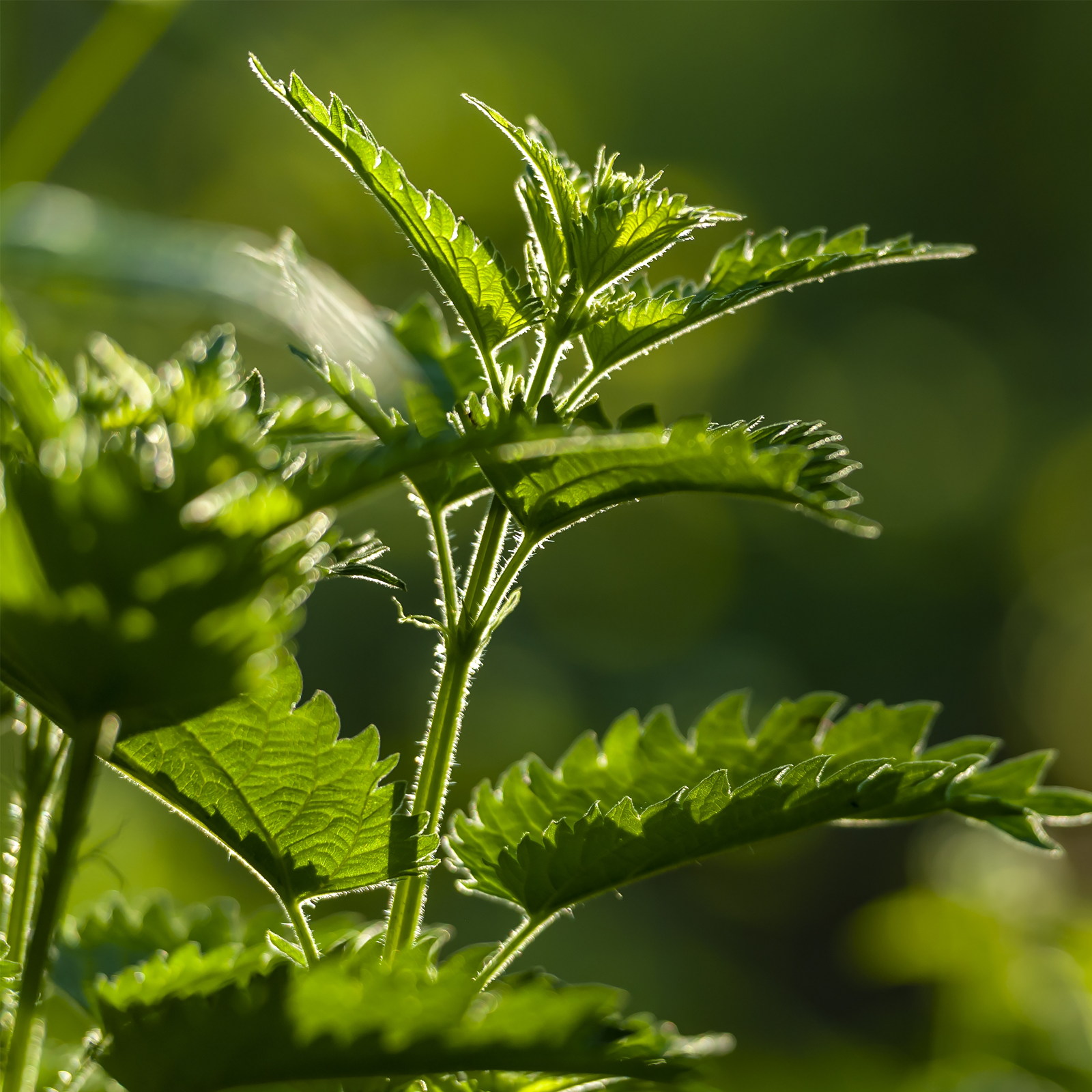 Brennnesselblätter geschnitten (1000g)