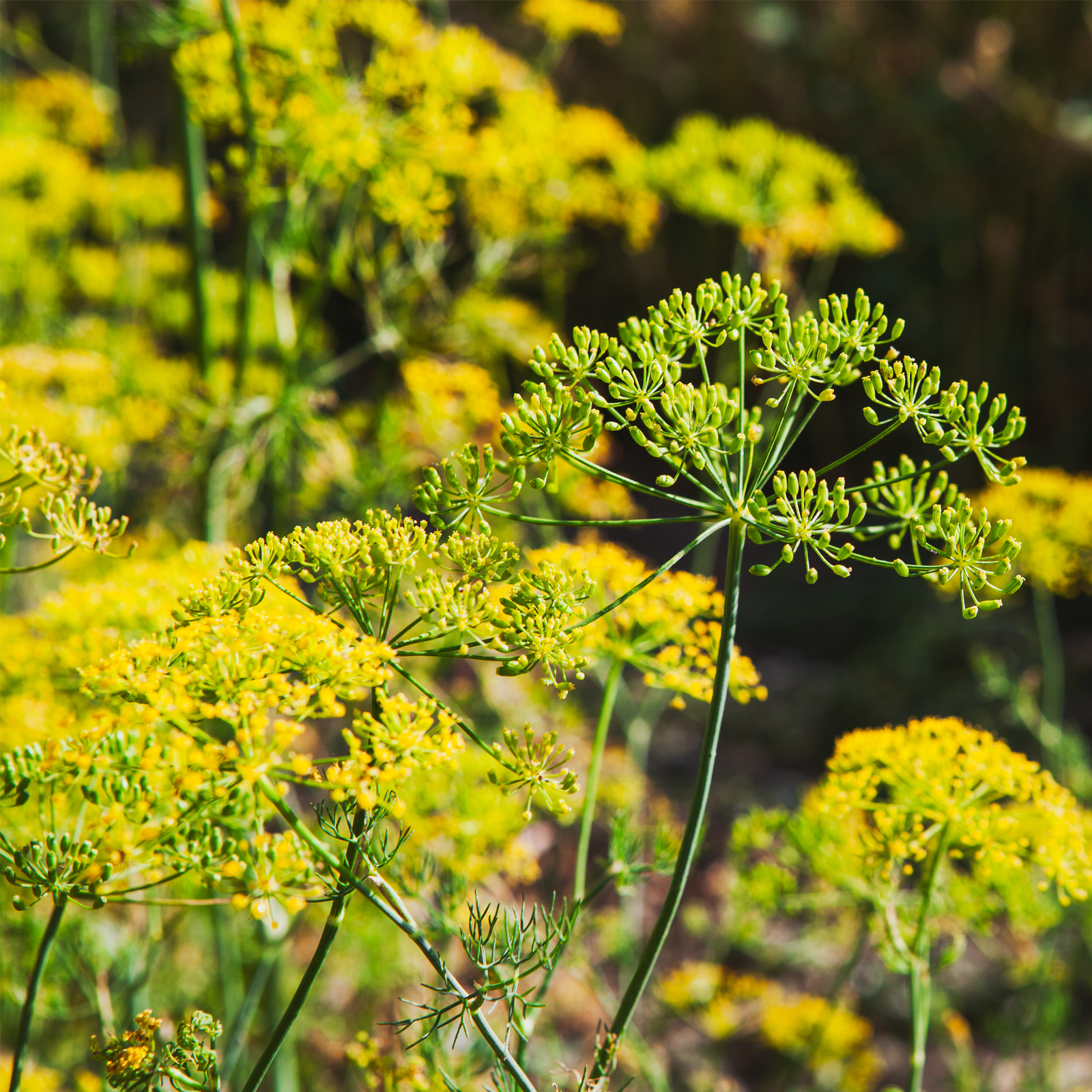 Fenchelsamen ganz (500g)