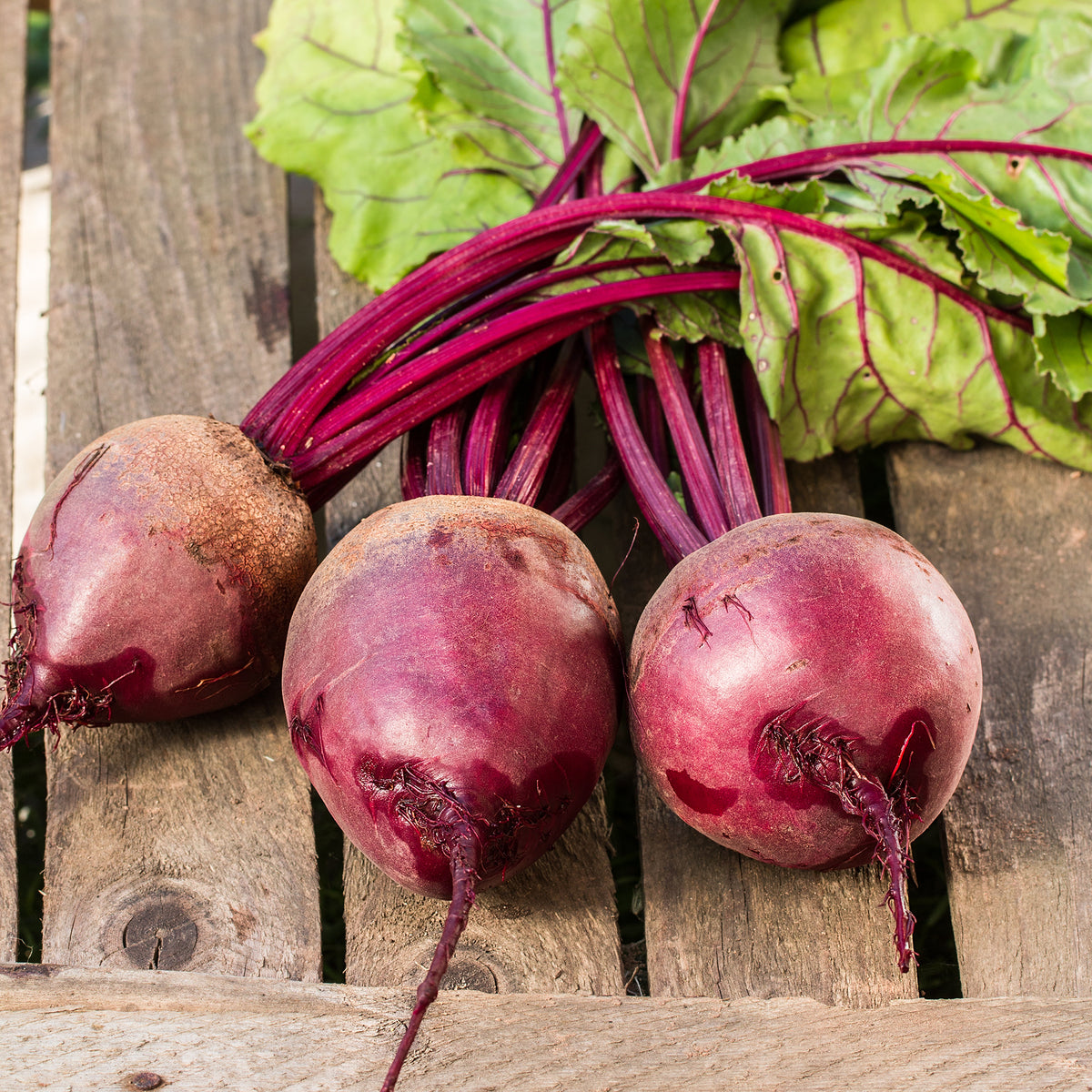Rote Beete gemahlen (1000g)